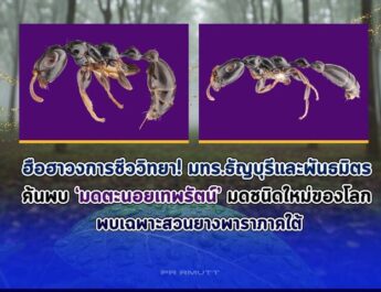 ฮือฮาวงการชีววิทยา มทร.ธัญบุรีและพันธมิตร ค้นพบ ‘มดตะนอยเทพรัตน์’มดชนิดใหม่ของโลก พบเฉพาะสวนยางพาราภาคใต้